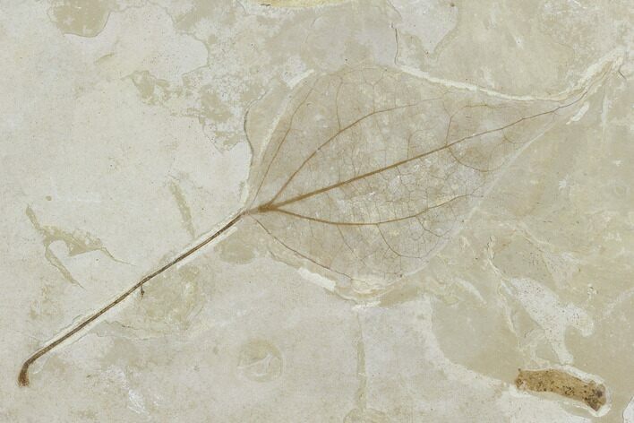 Fossil Poplar Leaf (Populus) - Green River Formation, Utah #117999